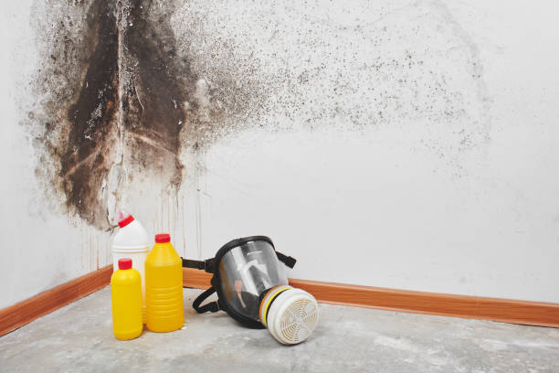 Best Residential Mold Removal  in Pantego, TX