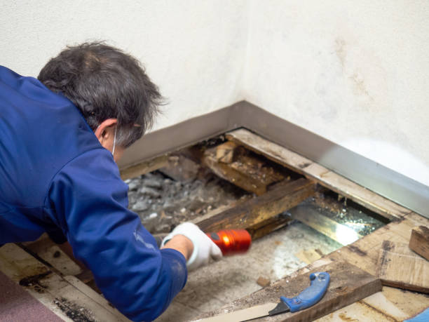 Best Mold Cleaning Services  in Pantego, TX