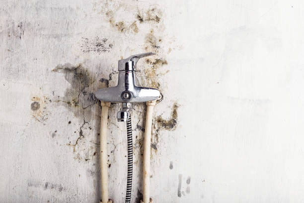 Best Emergency Mold Removal  in Pantego, TX