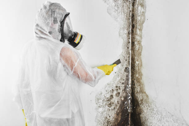 Best Mold Cleaning Services  in Pantego, TX