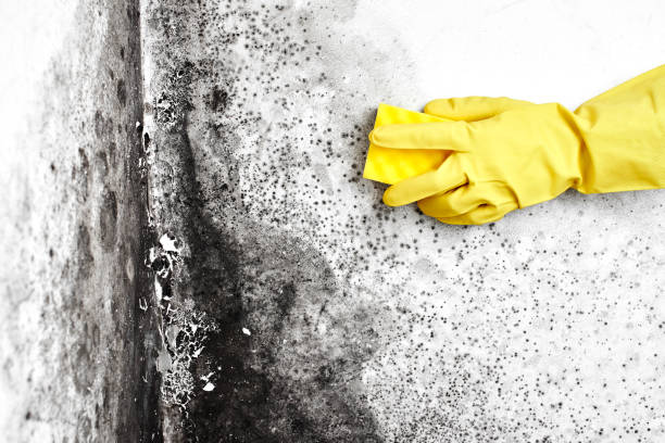 Best Mold Testing  in Pantego, TX
