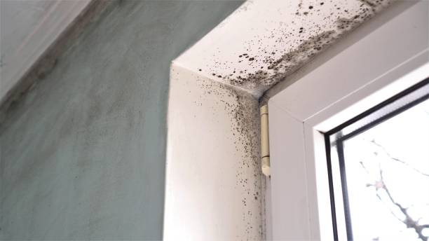 Best Professional Mold Removal  in Pantego, TX