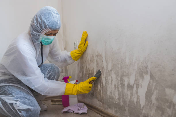 Best Commercial Mold Removal  in Pantego, TX
