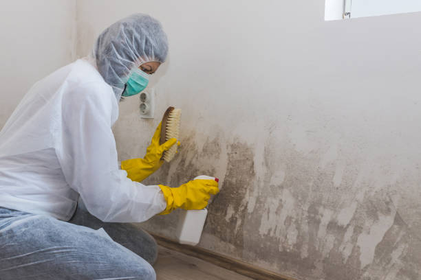 Certified Mold Removal in Pantego, TX