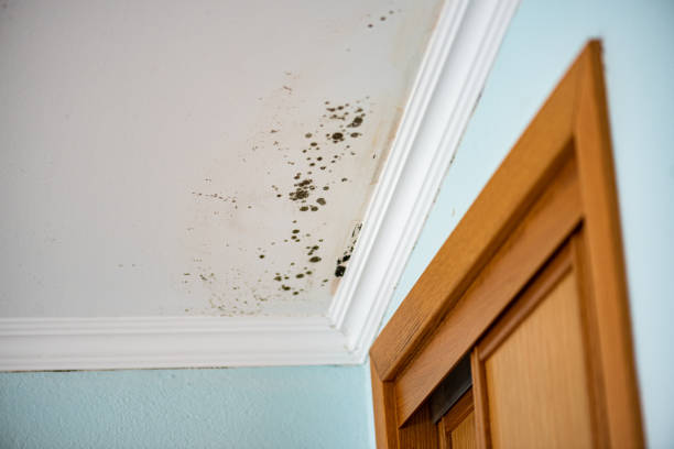 Best Office Mold Removal Services  in Pantego, TX