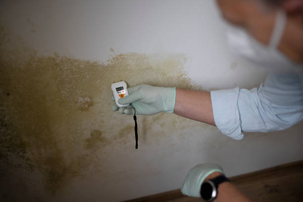 Home Mold Removal in Pantego, TX