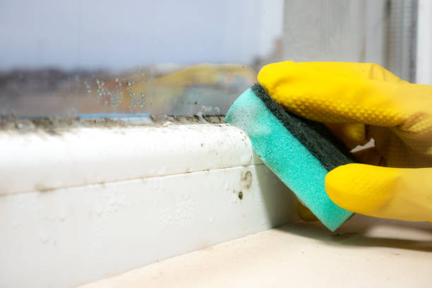 Best Mold Removal Company Near Me  in Pantego, TX