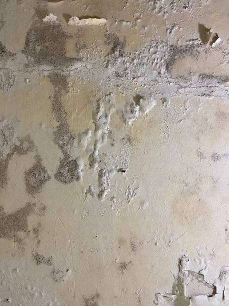 Best Commercial Mold Removal  in Pantego, TX