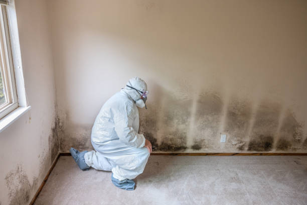 Mold Removal Process in Pantego, TX