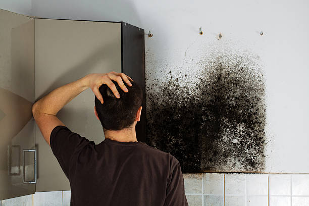 Professional Mold Removal in Pantego, TX
