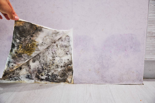 Best Professional Mold Removal  in Pantego, TX